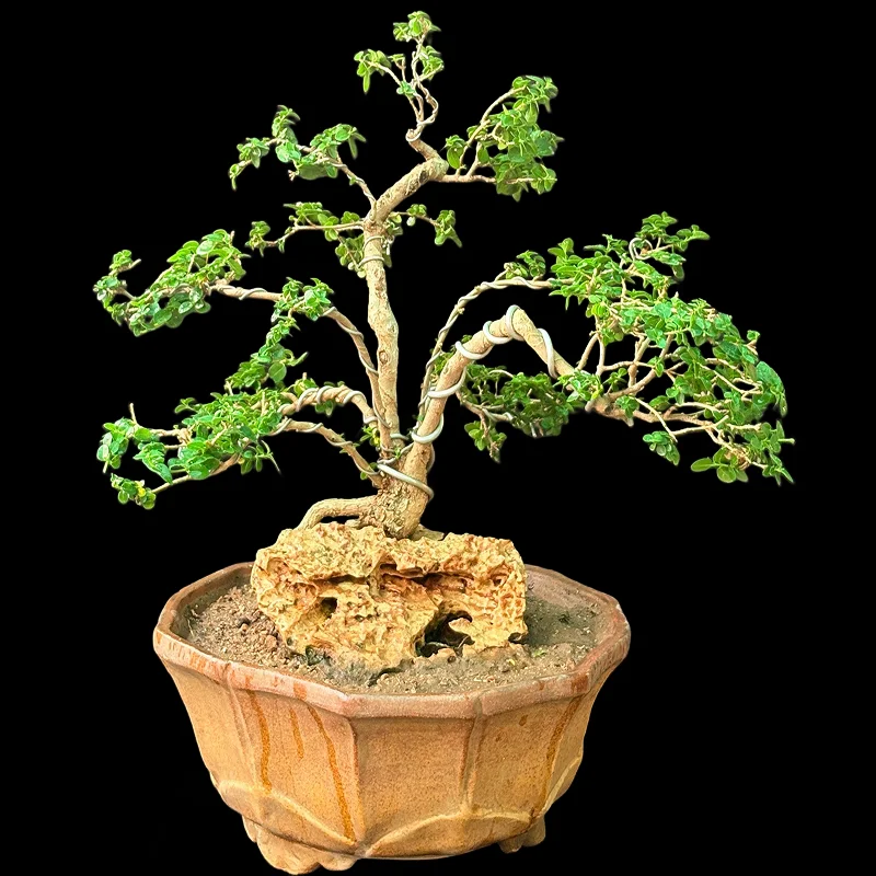 PREMNA MICROPHYLLA